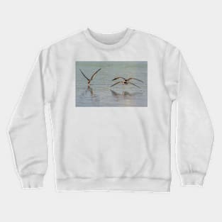 Feeding Skimmers Crewneck Sweatshirt